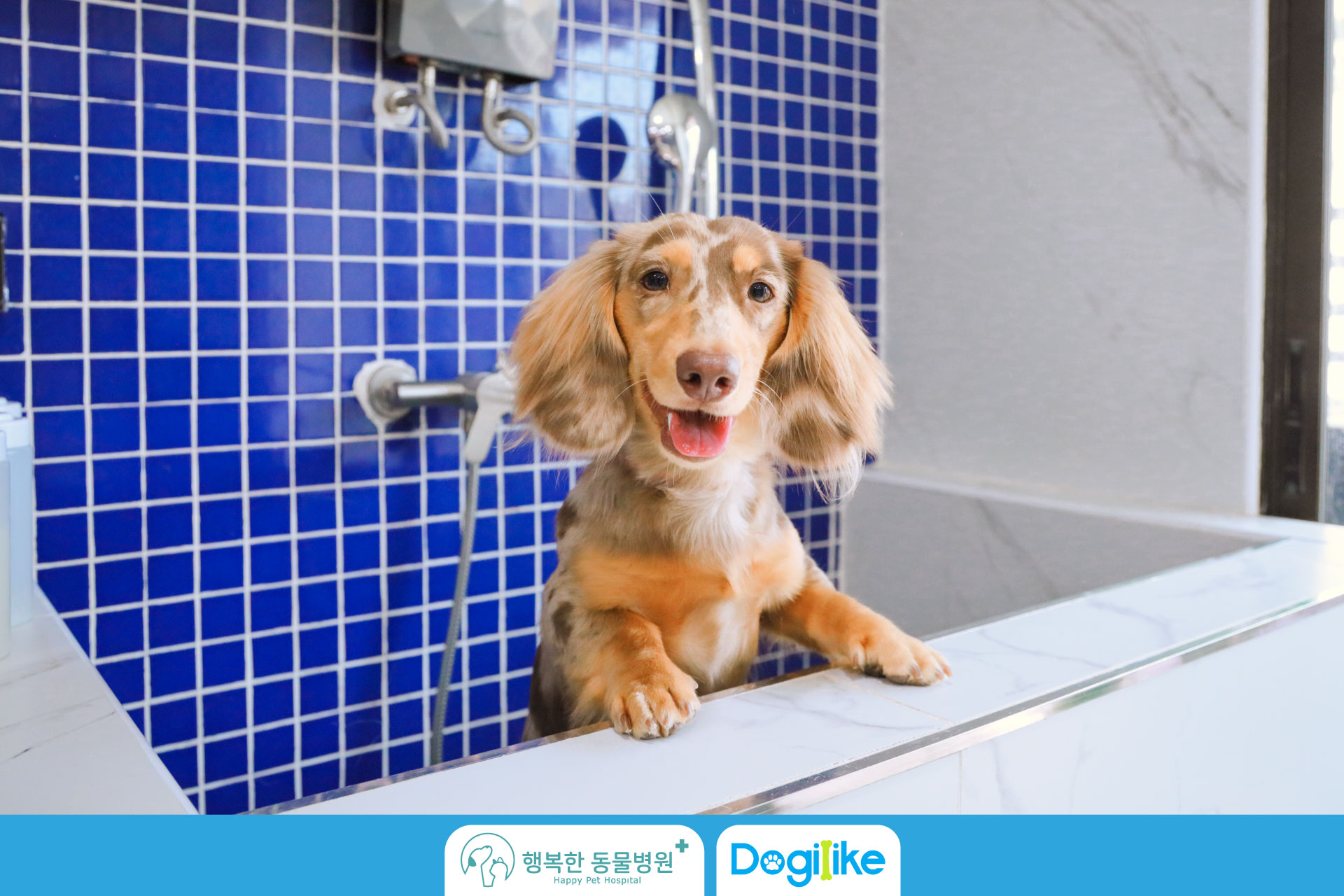 Dogilike.com :: Happy Pet Hospital çҺѵҡշá