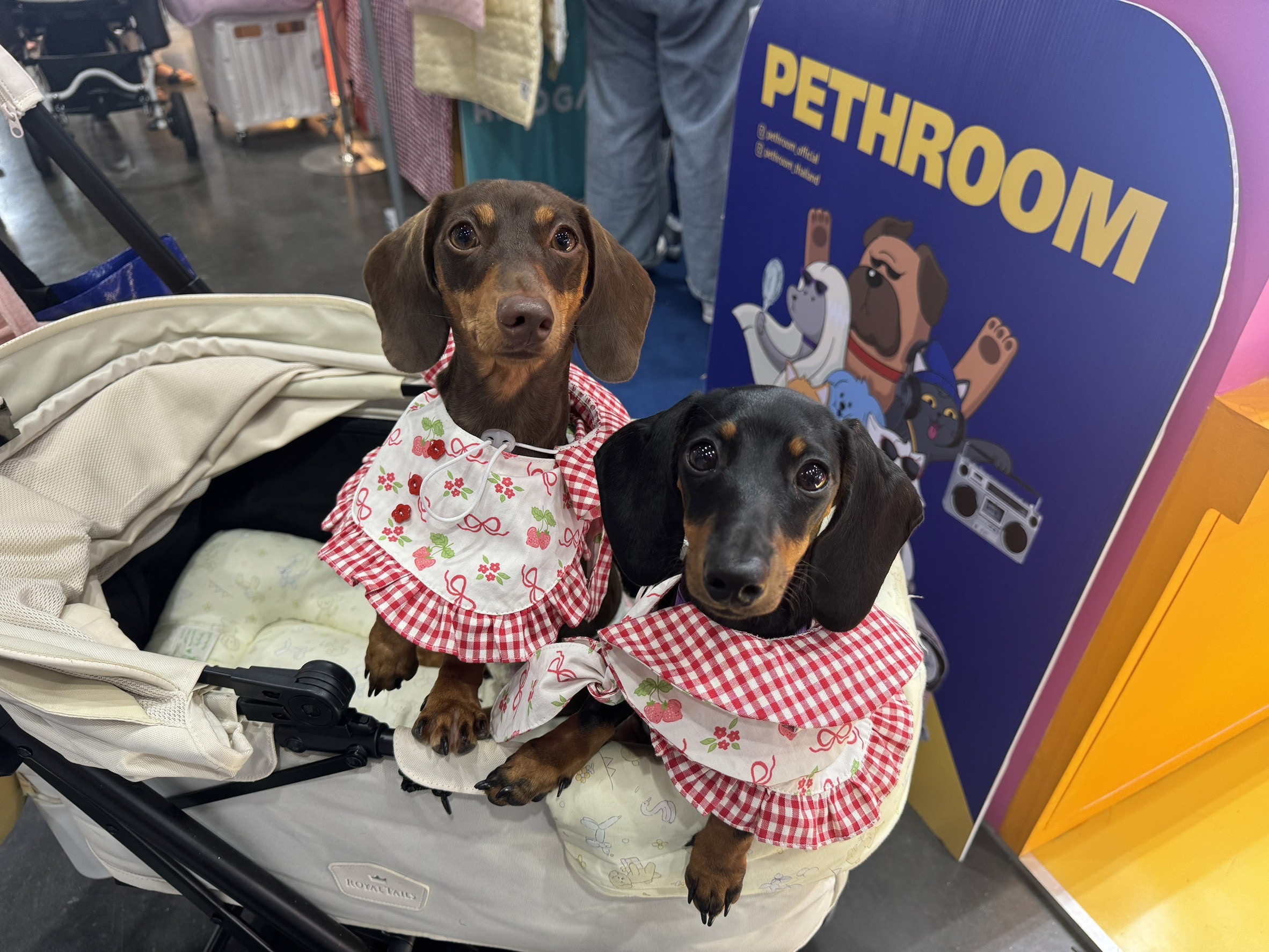 Dogilike.com :: ѹ! THAILAND INTERNATIONAL DOG SHOW 2024