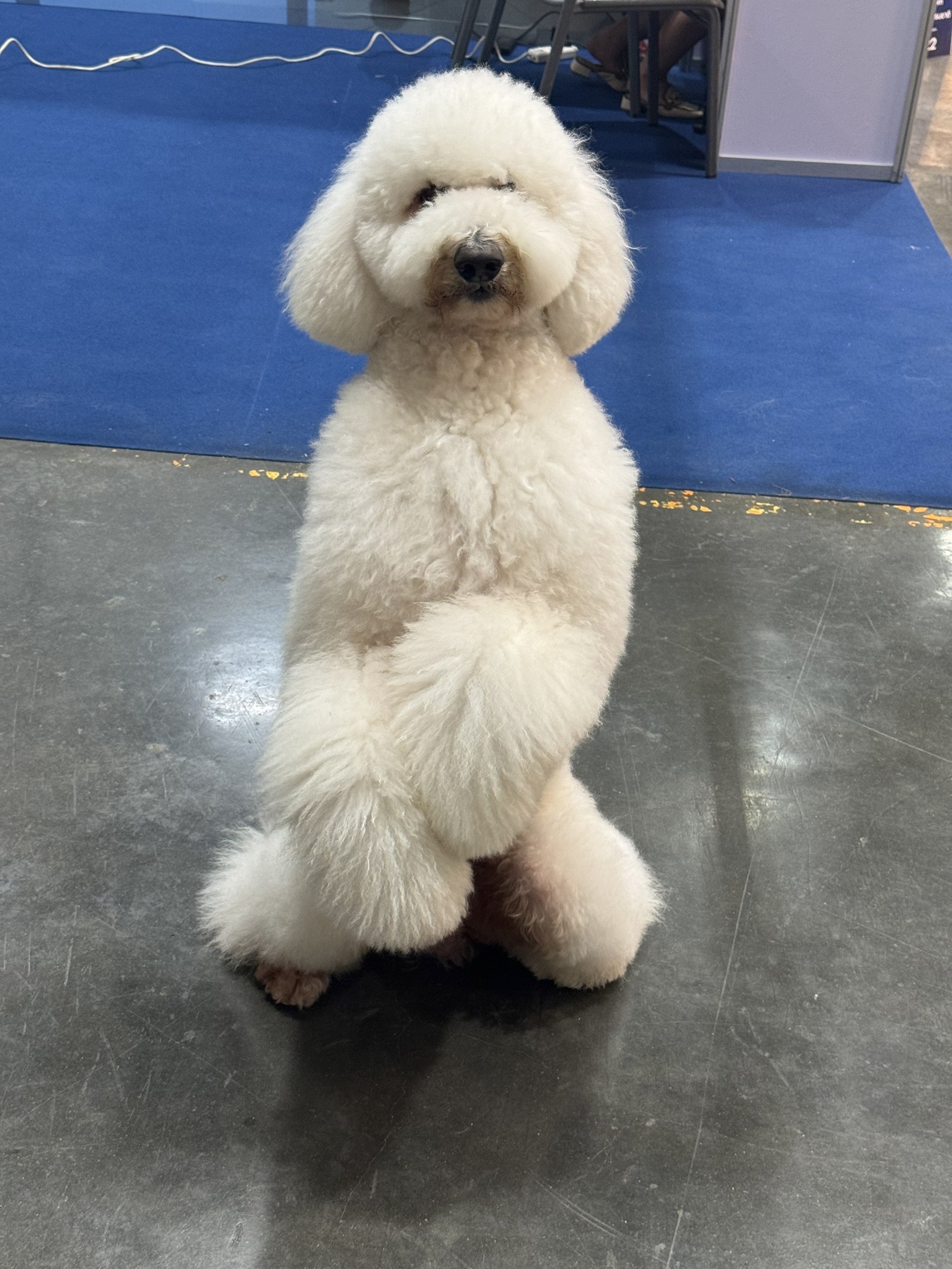 Dogilike.com :: ѹ! THAILAND INTERNATIONAL DOG SHOW 2024