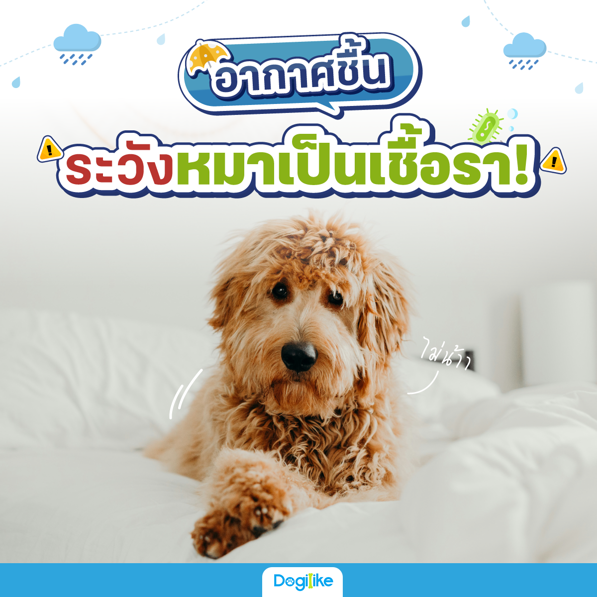Dogilike.com :: ҡȪѧ!