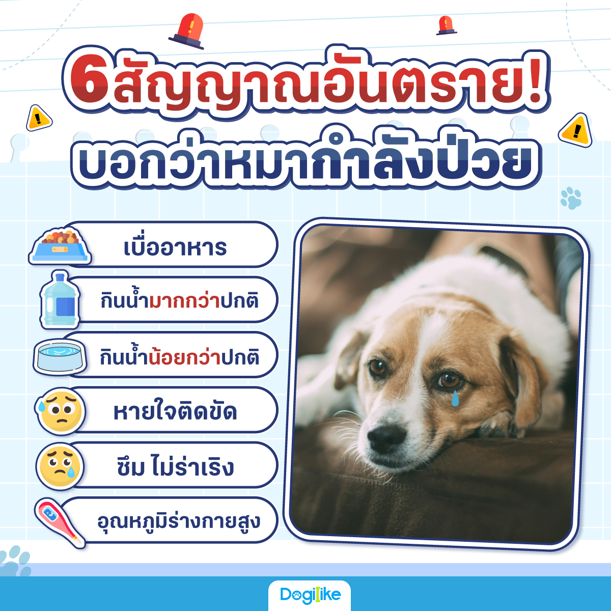 Dogilike.com :: 6 ѭҳѹº͡ҡѧ!