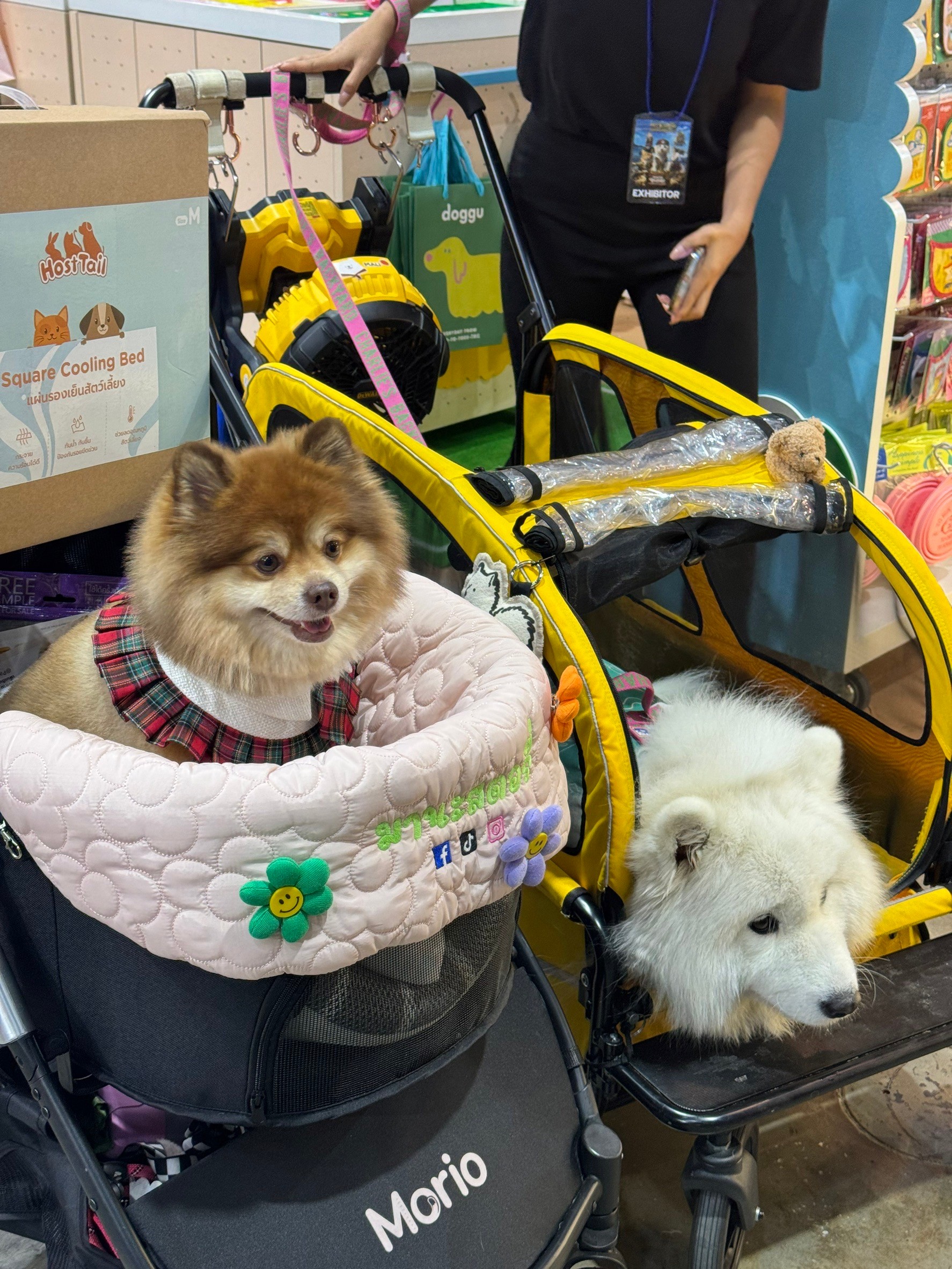 Dogilike.com :: ͧ! PET EXPO THAILAND 2024 @ٹûЪ觪ҵԡԵ