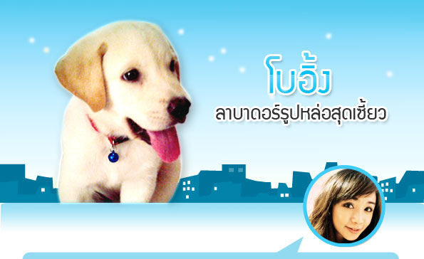 http://www.dogilike.com/content/meet, โบอิ้ง