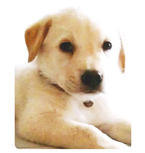 http://www.dogilike.com/content/meet, โบอิ้ง