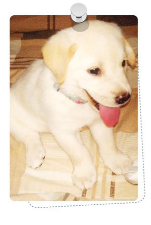 http://www.dogilike.com/content/meet, โบอิ้ง