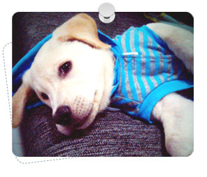 http://www.dogilike.com/content/meet, โบอิ้ง