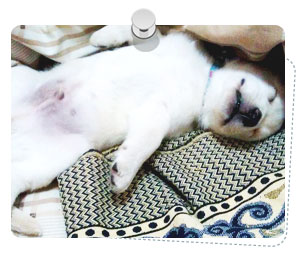 http://www.dogilike.com/content/meet, โบอิ้ง
