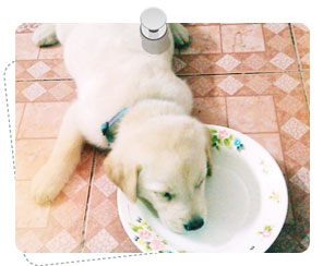 http://www.dogilike.com/content/meet, โบอิ้ง