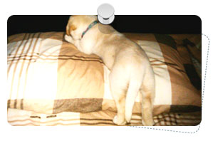 http://www.dogilike.com/content/meet, โบอิ้ง
