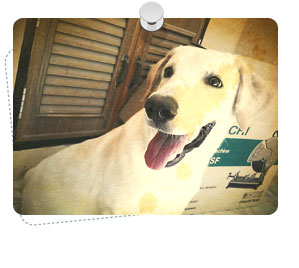 http://www.dogilike.com/content/meet, โบอิ้ง