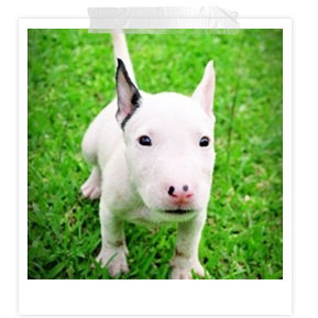 ʧ��ҹ��, dog of the week