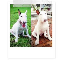 ʧ��ҹ��, dog of the week