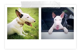 ʧ��ҹ��, dog of the week
