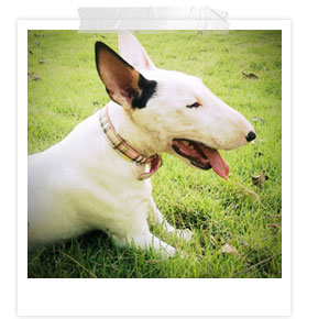 ʧ��ҹ��, dog of the week