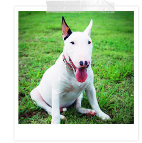 ʧ��ҹ��, dog of the week
