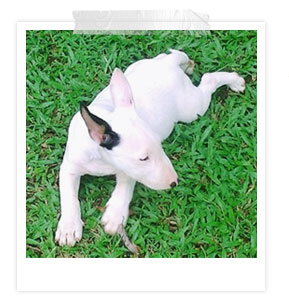 ʧ��ҹ��, dog of the week