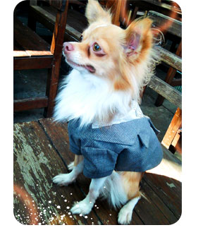 ǹ, dog of the week