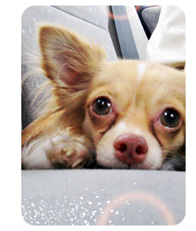 ǹ, dog of the week