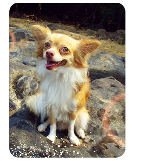 ǹ, dog of the week