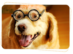 ʡ�͵����͡, dog of the week