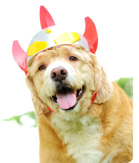 ʡ�͵����͡, dog of the week