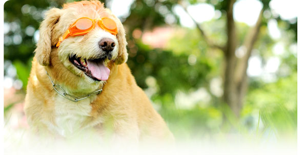 ʡ�͵����͡, dog of the week