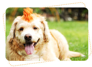 ʡ�͵����͡, dog of the week