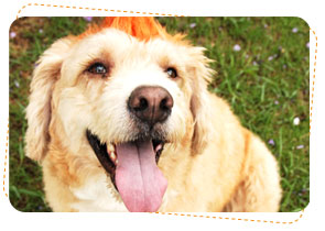 ʡ�͵����͡, dog of the week
