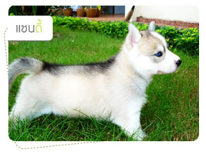 ᫹, dog of the week, 䫺¹