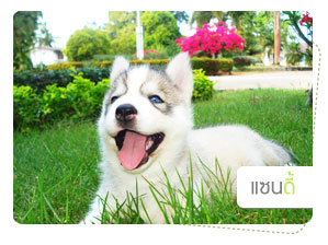 ᫹, dog of the week, 䫺¹