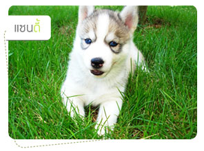 ᫹, dog of the week, 䫺¹