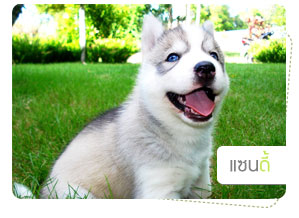 ᫹, dog of the week, 䫺¹