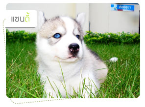 ᫹, dog of the week, 䫺¹
