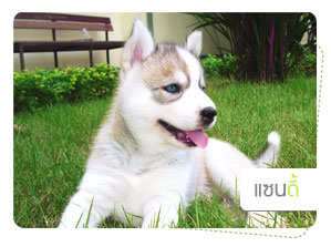 ᫹, dog of the week, 䫺¹