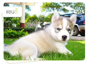 ᫹, dog of the week, 䫺¹