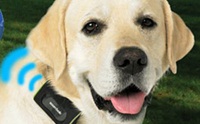Fujitsu เจ๋งเปิดตัวปลอกคอบันทึกสุขภาพน้องหมา  