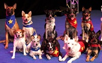 The Stunt Dog Guy แก๊งค์มะหมานักแสดงโชว์