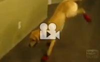 ش͵ٺͧ