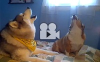 Husky Vs Corgi ͹觡ѹ