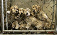 ѡ? Puppy mills çҹáԵ١عѢ!!