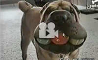 ෹ 3 ١ 㹻ҡٺʺ!