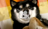Ҷ ˹¹
