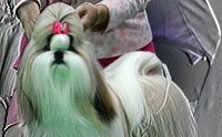 ҡ  FCI Dog Show 2010