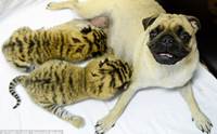 繴! ͧһѺ§١