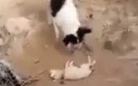 Իش! عѢèѴ١شԹѧȾ١عѢ