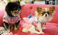ҷҹ Thailand International Dog Show 2013 # 2