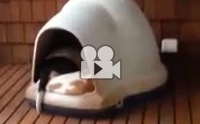 ͹Ẻѹͺ蹴