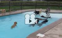 Dog Pool Party ҵٺԹش