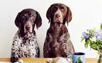 Travis & Gus สองตูบคู่ซี้ ป๊อบสุด ๆ ในอินสตาแกรม