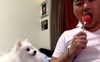สุดฮา! คลิปตูบทำเมินแตงโมในมือเจ้าของ แต่กล้องจับภาพได้